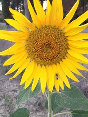 A sunflower flower with a bee gathering nectar.