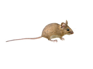 Wood mouse (Apodemus sylvaticus), isolated on White background