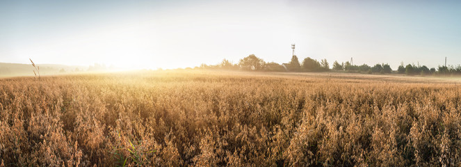 Rural landscape at dawn, terrain with oat fields and from the village on the hill. Panoramic photo.