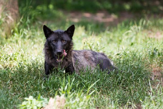 Black dangerous wolf