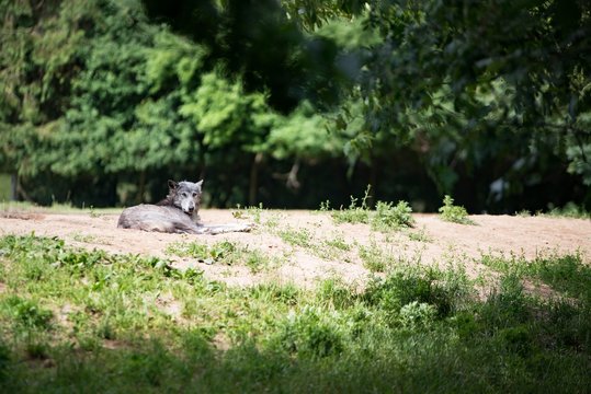 Grey dangerous wolf resting