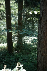 Wald Landschaft Siegerland Mittelgebirge