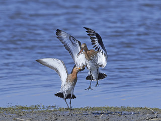 Black-tailed godwit (Limosa limosa)