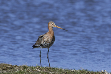 Black-tailed godwit (Limosa limosa)