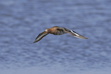 Fototapeta na wymiar Black-tailed godwit (Limosa limosa)