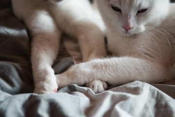 Katze
