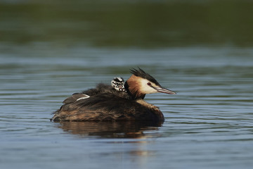 Great crested grebe (Podiceps cristatus)