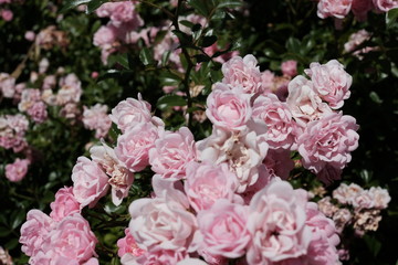 Obraz na płótnie Canvas Rosen in voller Blüten Pracht