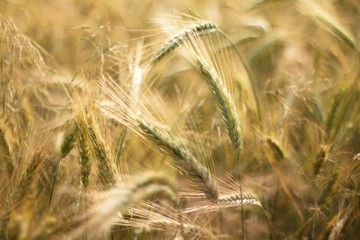 Grain Barley is one of the oldest agricultural crops.