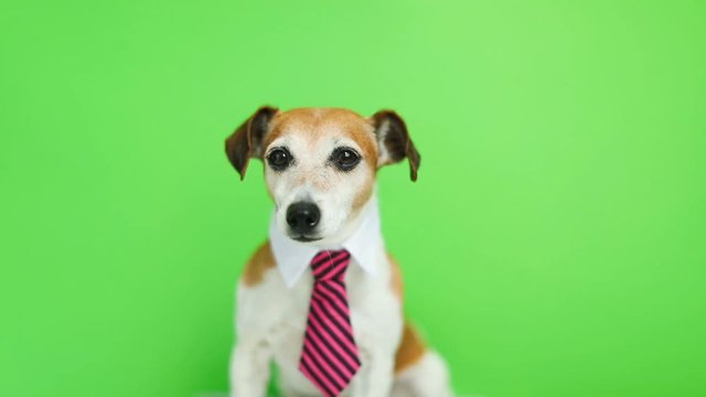 Adorable dog in pink tie and shirt collar sitting and looking to the cam. Green chroma key background. Video footage