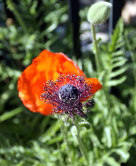 Mohnblüte