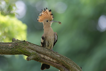 Upupa eurasiatica (Upupa epops)