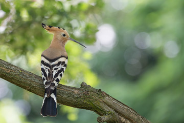 Upupa eurasiatica (Upupa epops)