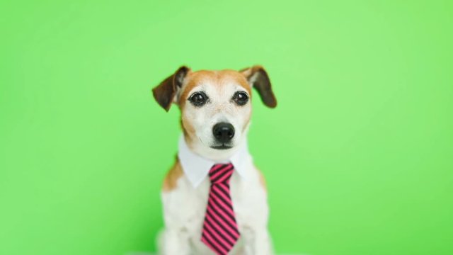 Cute funny dog Jack Russell terrier with serious concentrated muzzle. Green chroma key background. Video footage.