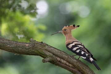 Upupa eurasiatica (Upupa epops)