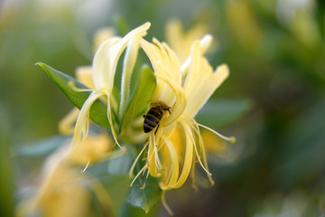 Fototapeta premium Bumble bee collecting pollen to make honey from yellow jasmine flower 