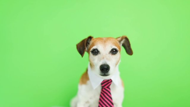 Adorable funny dog Jack Russell terrier with serious concentrated muzzle. licking. Green chroma key background. Video footage. Pet theme
