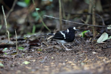 Spotted forktail (Enicurus maculatus) in Dalat, Vietnam
