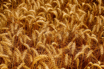 Wheat field. Ears of golden wheat close up.