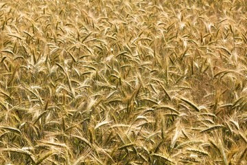 Grain Barley is one of the oldest agricultural crops.