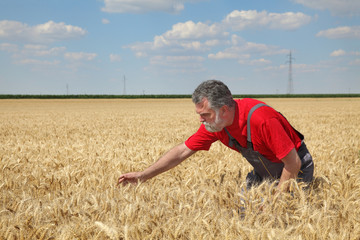 Naklejka na ściany i meble Farmer or agronomist inspecting quality of wheat crop in field ready for harvest, agricultural scene