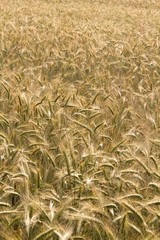 Grain Barley is one of the oldest agricultural crops.