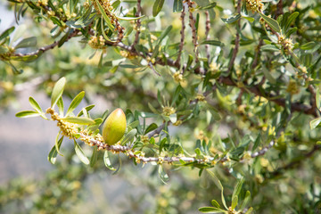 owoc arganu © Katarzyna