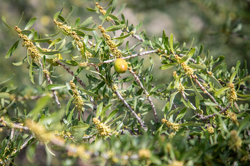 argan