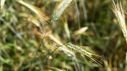 Grain Barley is one of the oldest agricultural crops. It is already present in Chinese and Indian mythology, archaeologically documented in prehistoric times in Europe, Asia and Africa.