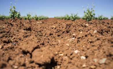 Unique red soil at Tierra de Barros wine-making region, Spain