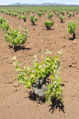 Fototapeta na wymiar Vines fields at Tierra de Barros on springtime, Spain