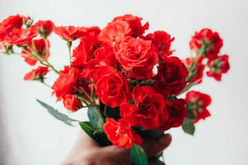bouquet of beautiful small red roses in a woman's hand