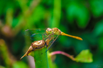 Golden dragonfly