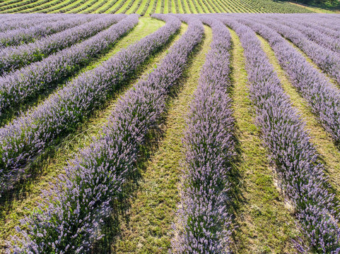 beautiful lavender  flowers from above