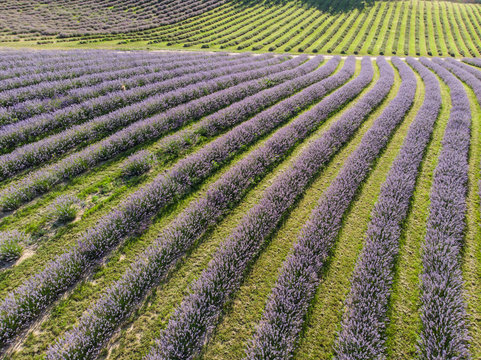 beautiful lavender  flowers from above