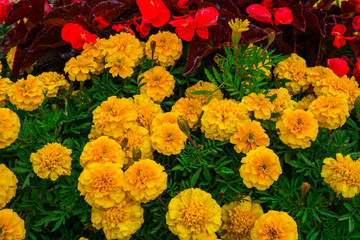 flower bed with marigold flowers in the sity park