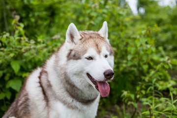 Close-up portrait of cute beige dog breed siberian husky with tonque hanging out sitting in the...