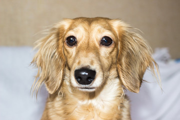 Golden long-haired dachshund at home. Happy pet. Well-breaded home favourite. 
