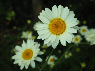 Obraz premium Two white daisy flowers close up