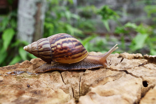 Snail traveling on stump with natural green background , Thailand
