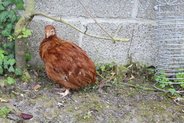 BEBES ANIMAUX: LA POULE 