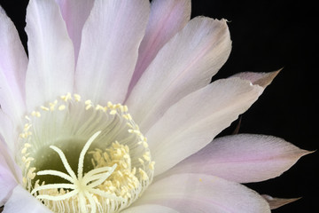 Close Up of a Flowering Cactus In Bloom on Black Background