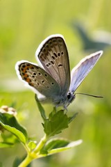 butterfly on a flower