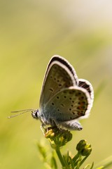 butterfly on green grass