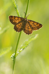 A brown white color butterfly sitting on a flower