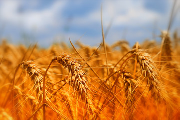 golden Wheat closeup