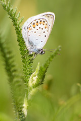butterfly on flower
