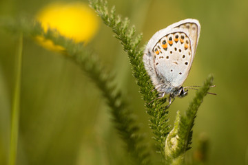 White butterfly on flower