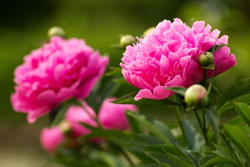 Obraz premium pink tulips in the garden