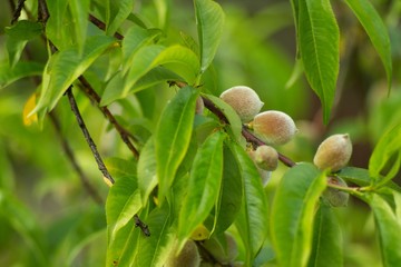 Peach on tree
